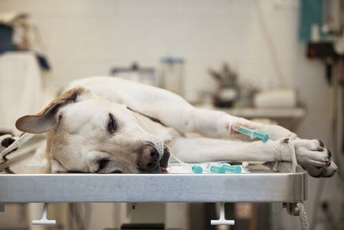 14 de junho: Dia Mundial do Doador de Sangue Seu pet também pode doar sangue