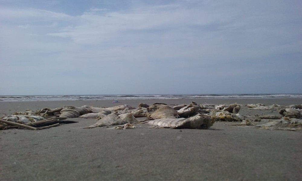 Milhares de peixes aparecem mortos em praia do litoral de SP