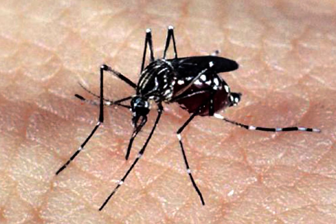 Vacina contra chikungunya desenvolvida por parceira do Butantan tem 98,5% de eficácia