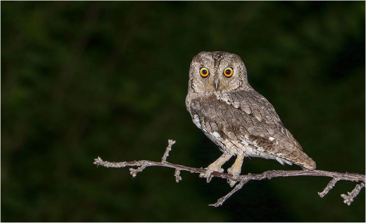 Os animais não conseguem acompanhar o ritmo das mudanças climáticas