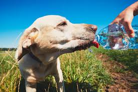 Cuidados com cães e gatos no verão