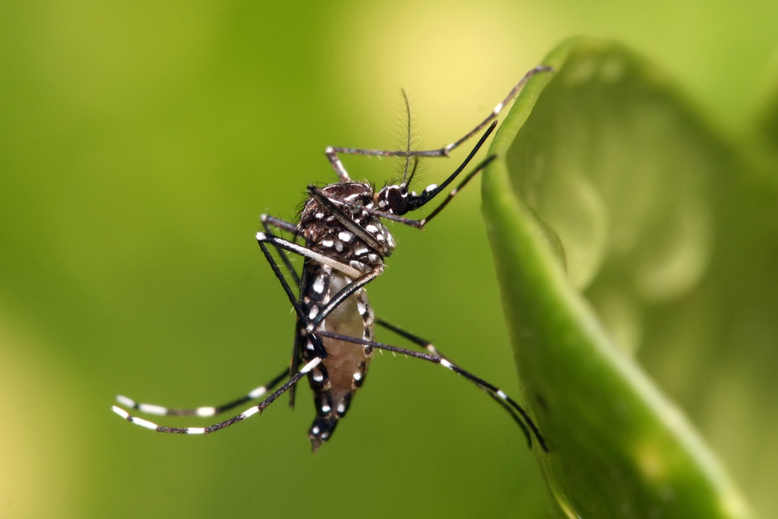 Taubaté investiga morte suspeita por dengue