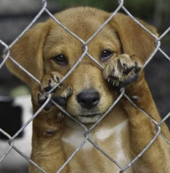 Direito Animal em foco – São Paulo está um passo a frente na causa animal. Só falta o governador