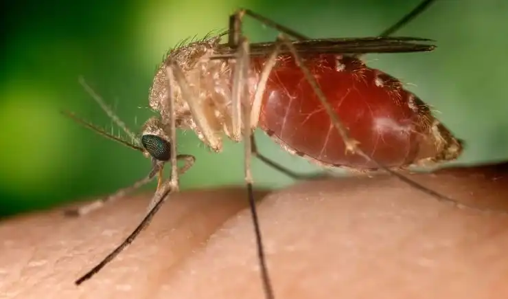 São Paulo registra os primeiros casos de febre oropouche